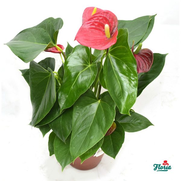 flori-anthurium-pitic-rosu-28552.jpeg