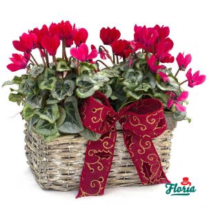 flori-aranjament-cyclamen-in-ghiveci-30310.jpeg