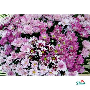 flori-buchet-de-101-crizanteme-roz-367.jpeg