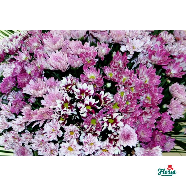 flori-buchet-de-101-crizanteme-roz-367.jpeg