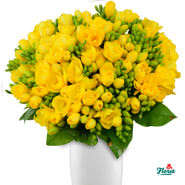 flori-buchet-de-101-frezii-galbene-31306.png