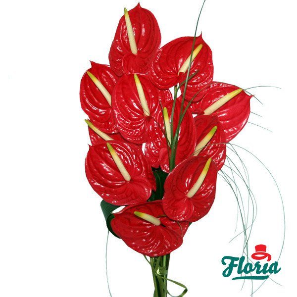 flori-buchet-de-11-anthurium-rosii-611.jpeg