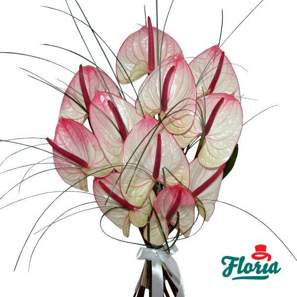 flori-buchet-de-11-anthurium-roz-535.jpeg