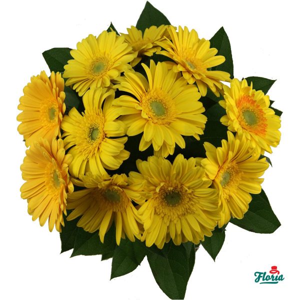flori-buchet-de-11-gerbera-galbene-30612.jpeg