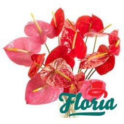 flori-buchet-de-15-anthurium-roz-365.jpeg