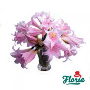 flori-buchet-de-15-crini-roz-1952.jpeg
