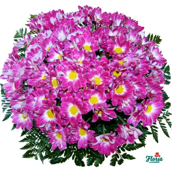flori-buchet-de-15-crizanteme-roz-2108.jpeg