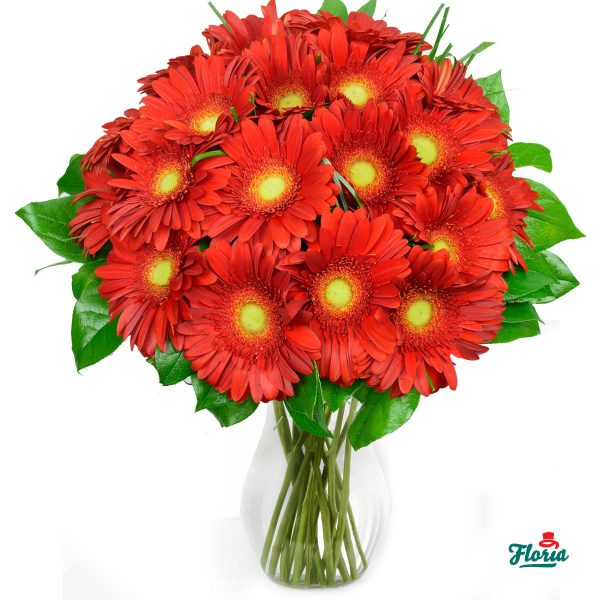 flori-buchet-de-15-gerbera-rosii-2640.jpeg