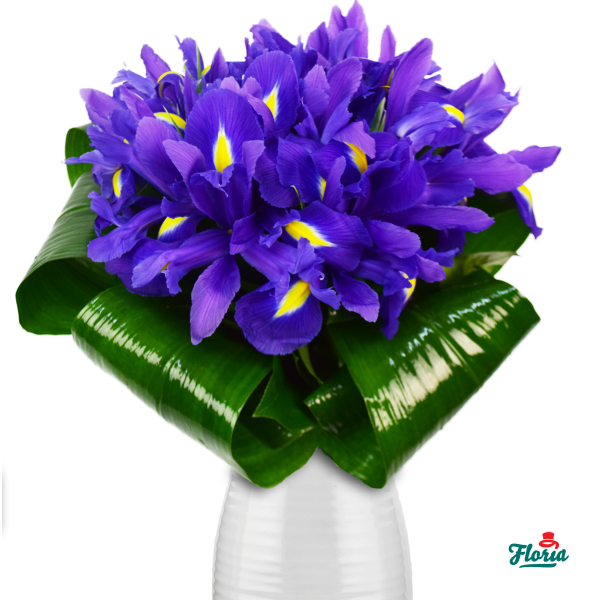 flori-buchet-de-15-irisi-mov-30652.png