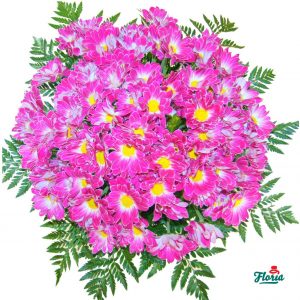 flori-buchet-de-19-crizanteme-roz-2097.jpeg