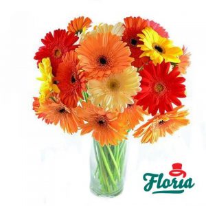 flori-buchet-de-19-gerbera-multicolore-2013.jpeg