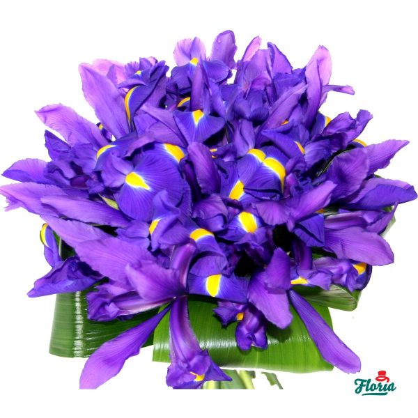 flori-buchet-de-19-irisi-mov-525.jpeg
