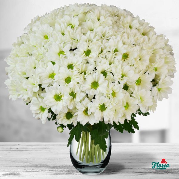 flori-buchet-de-21-crizanteme-albe-32664.jpeg