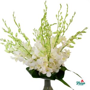 flori-buchet-de-21-orhidee-dendrobium-albe-29856.jpeg