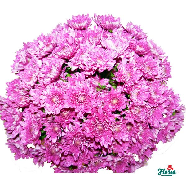 flori-buchet-de-25-crizanteme-roz-2099.jpeg