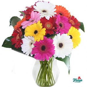 flori-buchet-de-25-gerbera-multicolore-2579.jpeg