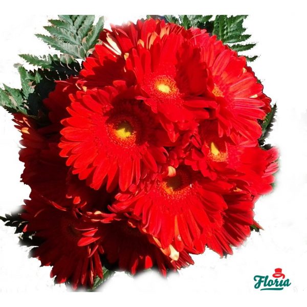 flori-buchet-de-25-gerbera-rosii-212.jpeg