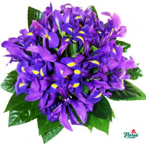 flori-buchet-de-25-irisi-mov-2141.jpeg