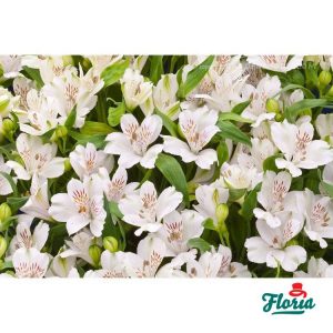 flori-buchet-de-35-alstroemeria-albe-798.jpeg
