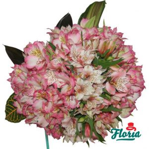 flori-buchet-de-35-alstroemeria-roz-166.jpeg