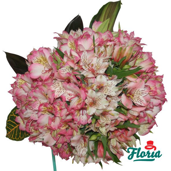 flori-buchet-de-35-alstroemeria-roz-166.jpeg