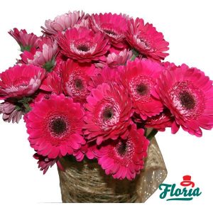 flori-buchet-de-35-gerbera-roz-475.jpeg