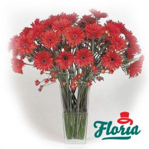 flori-buchet-de-45-gerbera-rosii-382.jpeg