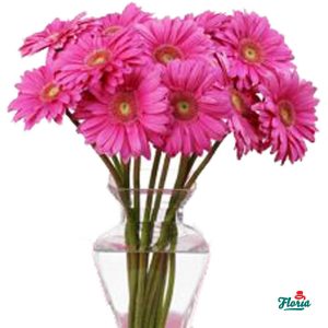flori-buchet-de-45-gerbera-roz-2168.jpeg