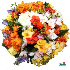 flori-buchet-de-49-frezii-multicolore-2155.jpeg