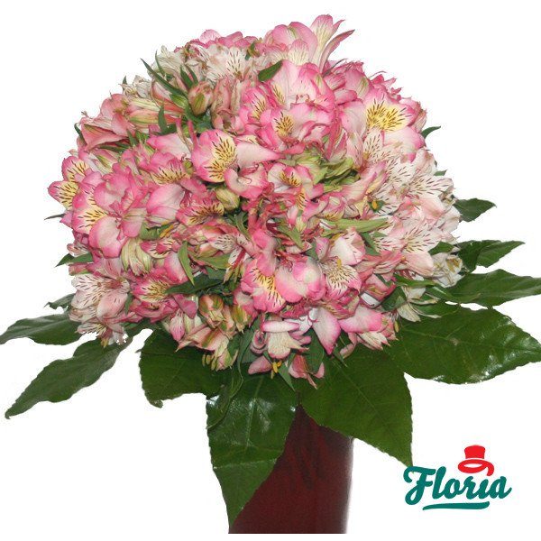 flori-buchet-de-55-alstroemeria-roz-241.jpeg