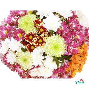 flori-buchet-de-55-crizanteme-multicolore-1026.jpeg