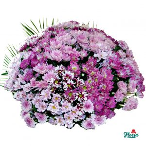 flori-buchet-de-55-crizanteme-roz-2107.jpeg