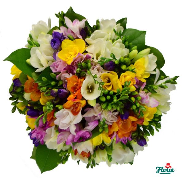flori-buchet-de-55-frezii-multicolore-32397.jpeg