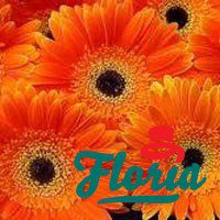 flori-buchet-de-55-gerbera-portocalii-488.jpeg
