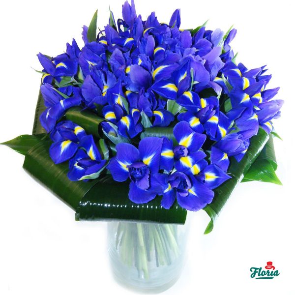 flori-buchet-de-55-irisi-mov-2574.jpeg