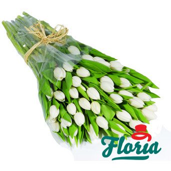 flori-buchet-de-55-lalele-albe-444.jpeg