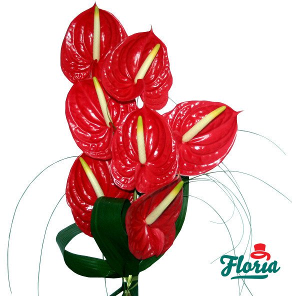 flori-buchet-de-7-anthurium-rosii-960.jpeg