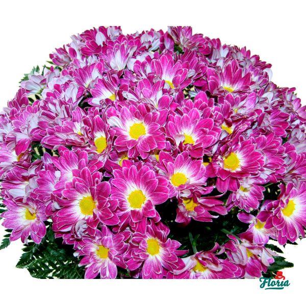 flori-buchet-de-75-crizanteme-roz-2106.jpeg