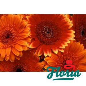 flori-buchet-de-75-gerbera-portocalii-143.jpeg