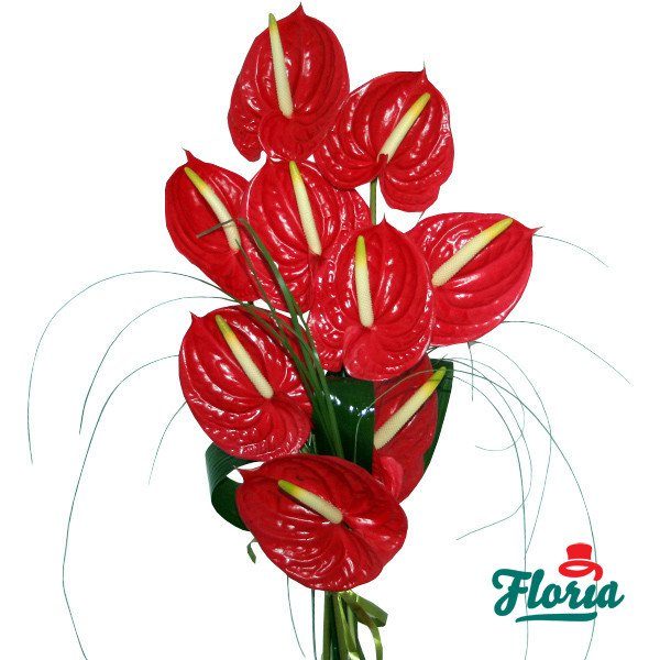 flori-buchet-de-9-anthurium-rosii-85.jpeg