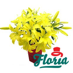 flori-buchet-de-9-crini-galbeni-1953.jpeg