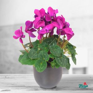 flori-cyclamen-roz-33757.jpeg
