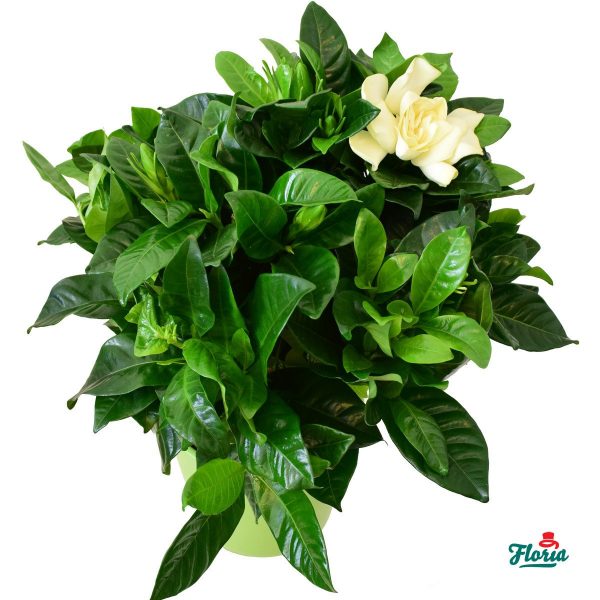 flori-gardenia-28698.jpeg