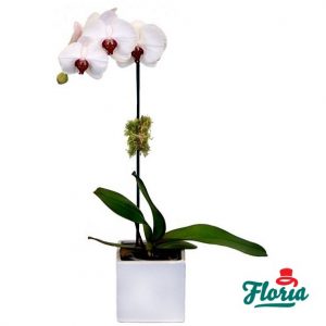 flori-orhidee-phalaenopsis-alba-33486.jpeg