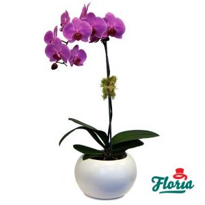 flori-orhidee-phalaenopsis-mov-33485.jpeg