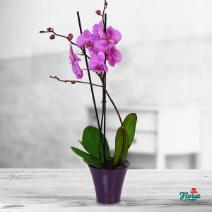 flori-orhidee-phalaenopsis-mov-plante-de-apartament-33705.jpeg