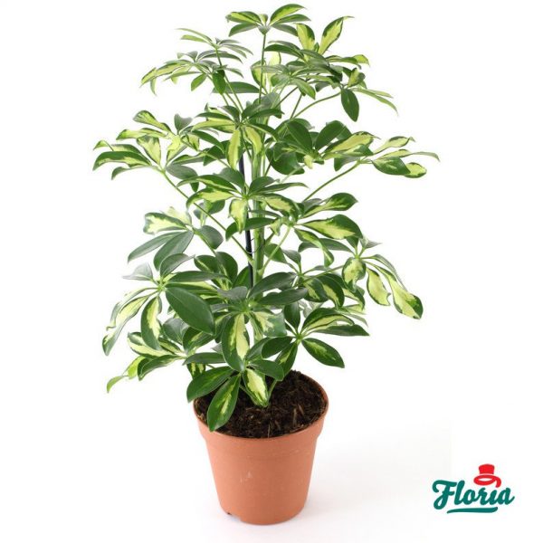 flori-schefflera-28711.jpeg flori-schefflera-28711.jpeg