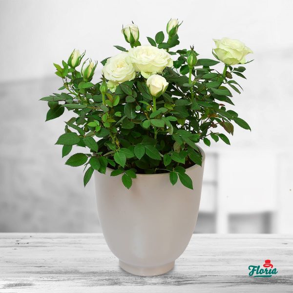 flori-trandafir-pitic-alb-plante-de-apartament-33712.jpeg