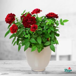 flori-trandafir-pitic-rosu-plante-de-apartament-33710.jpeg