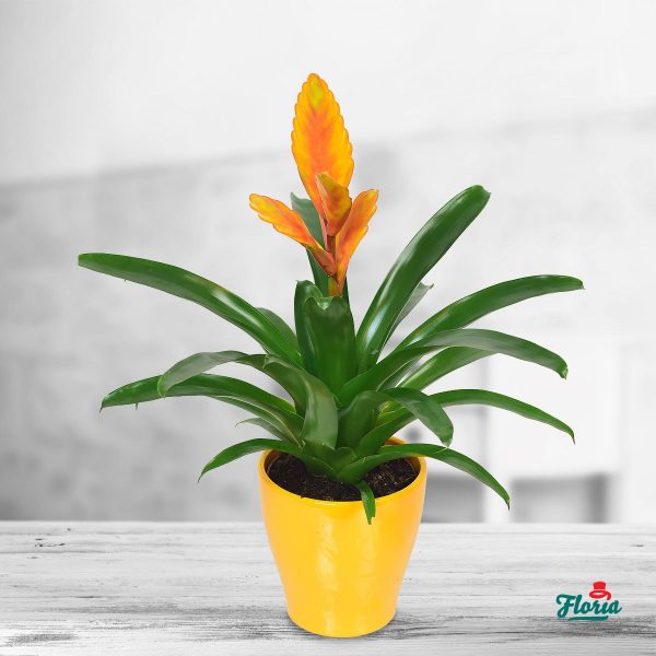 flori-vriesea-galbena-plante-de-apartament-33707.jpeg flori-vriesea-galbena-plante-de-apartament-33707.jpeg